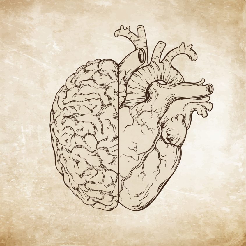 heartbeat in the brain
